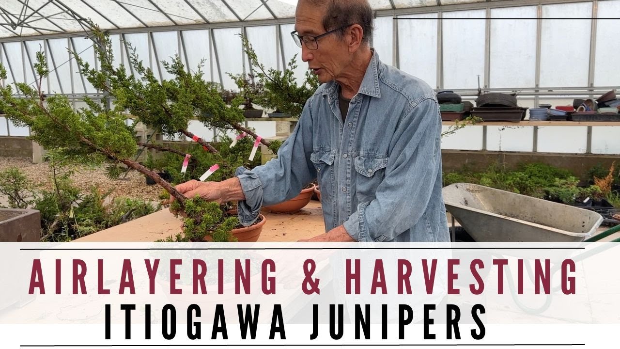 Airlayering & Harvesting Itiogawa Juniper