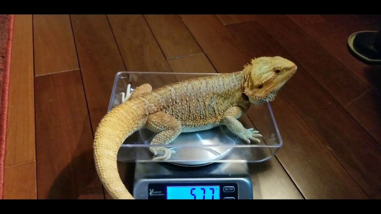 HOW TO weigh your reptiles! (How 2 Tuesdays!)