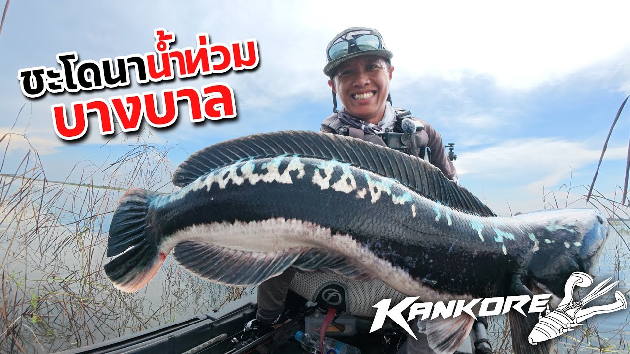 ตามล่าชะโดนาน้ำท่วม บางบาล อยุธยา