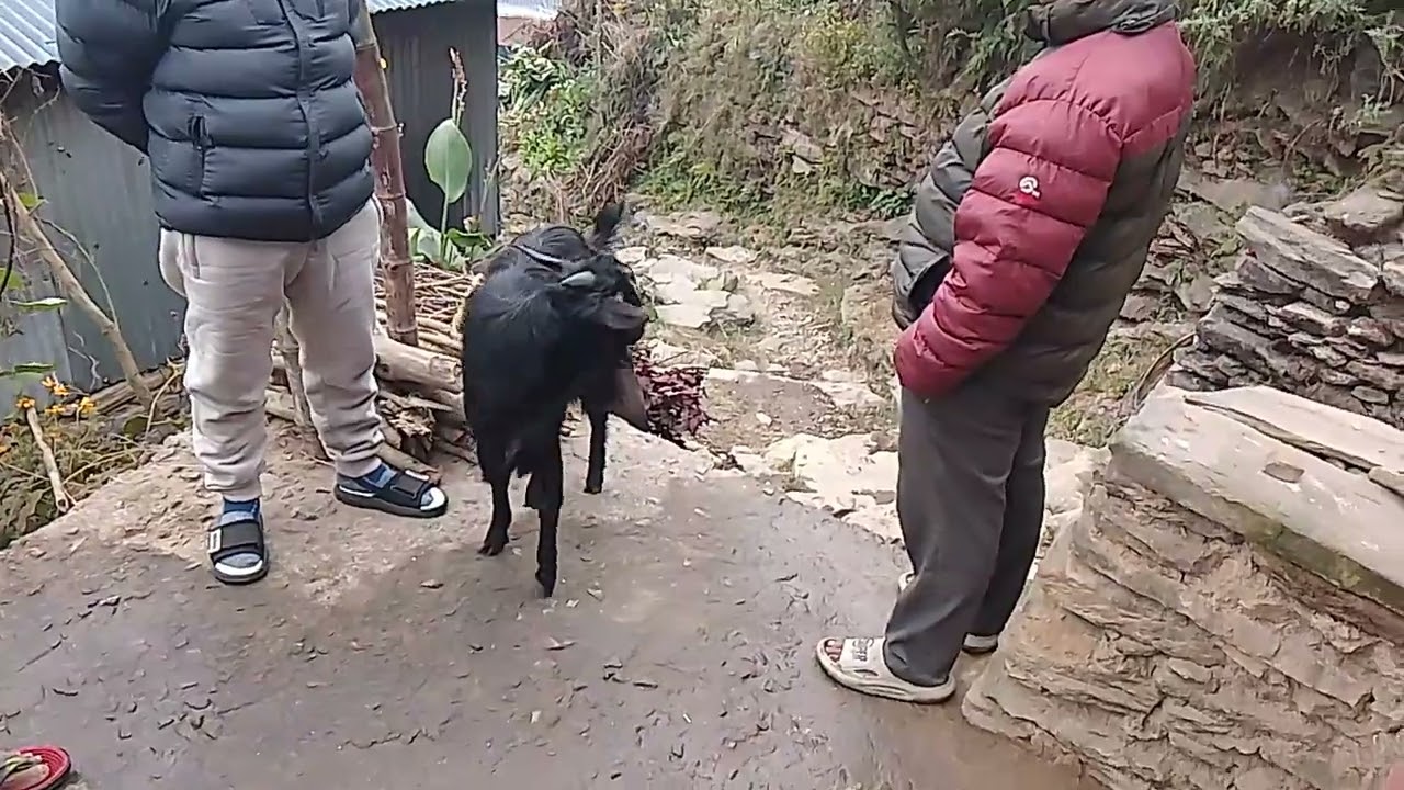 हाम्रो गाउँमा पालेको बोका घरमा पालेको।
