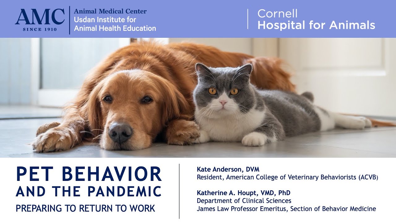 Pet Behavior and the Pandemic: Preparing to Return to Work