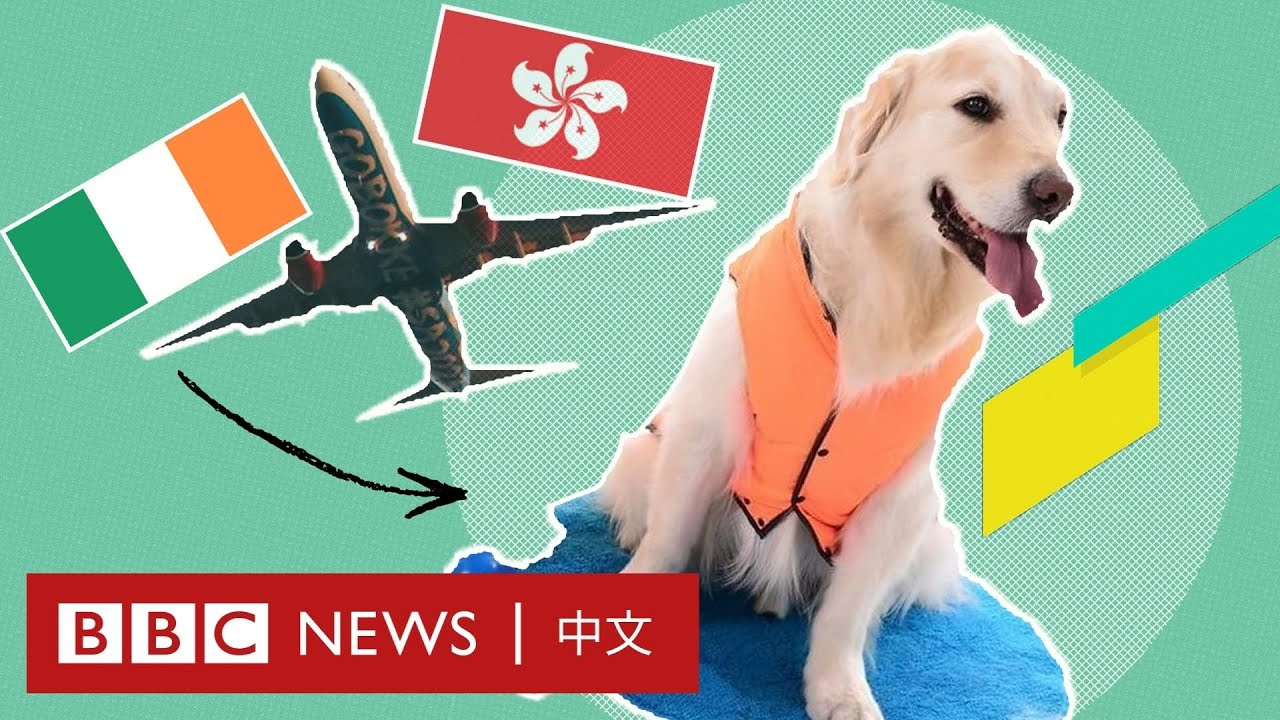 香港移民潮：花30萬港幣乘私人飛機帶走高齡狗狗「你移民會否丟下兒子？」－ BBC News 中文