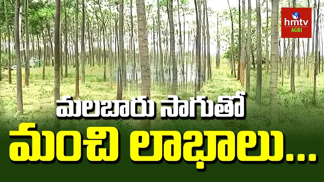 మలబార్‌ వేప.. రైతుకు భరోసా | Awareness Program On Malabar Vepa Cultivation | hmtv Agri