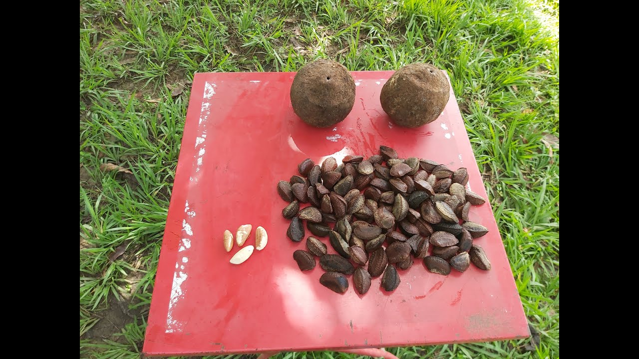 ABRINDO AS CASTANHAS-DO-PARÁ QUE PEGAMOS NA FLORESTA