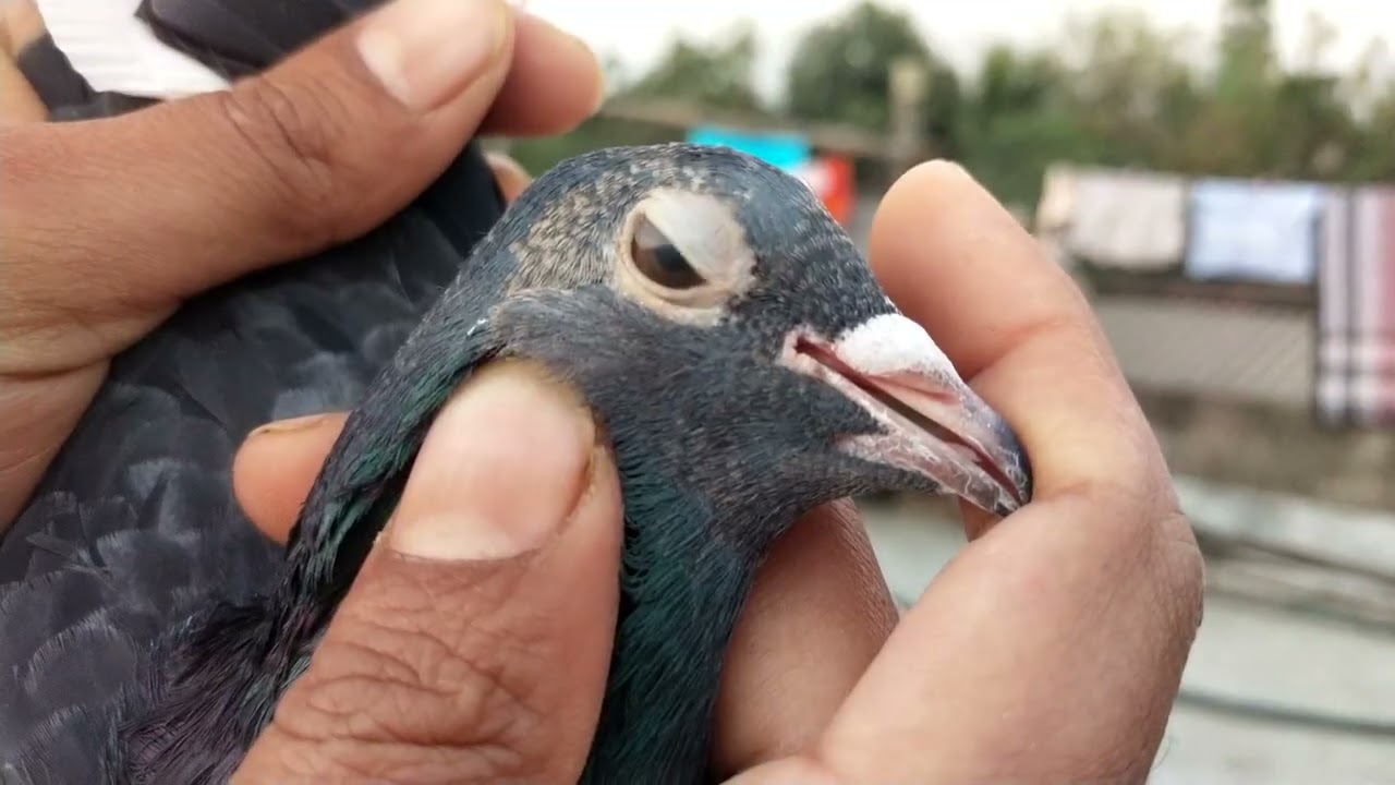 Biki da বাড়ি কিছু ভালো ম্যাড্রাস পায়রা (১৫/২/২৬)...
