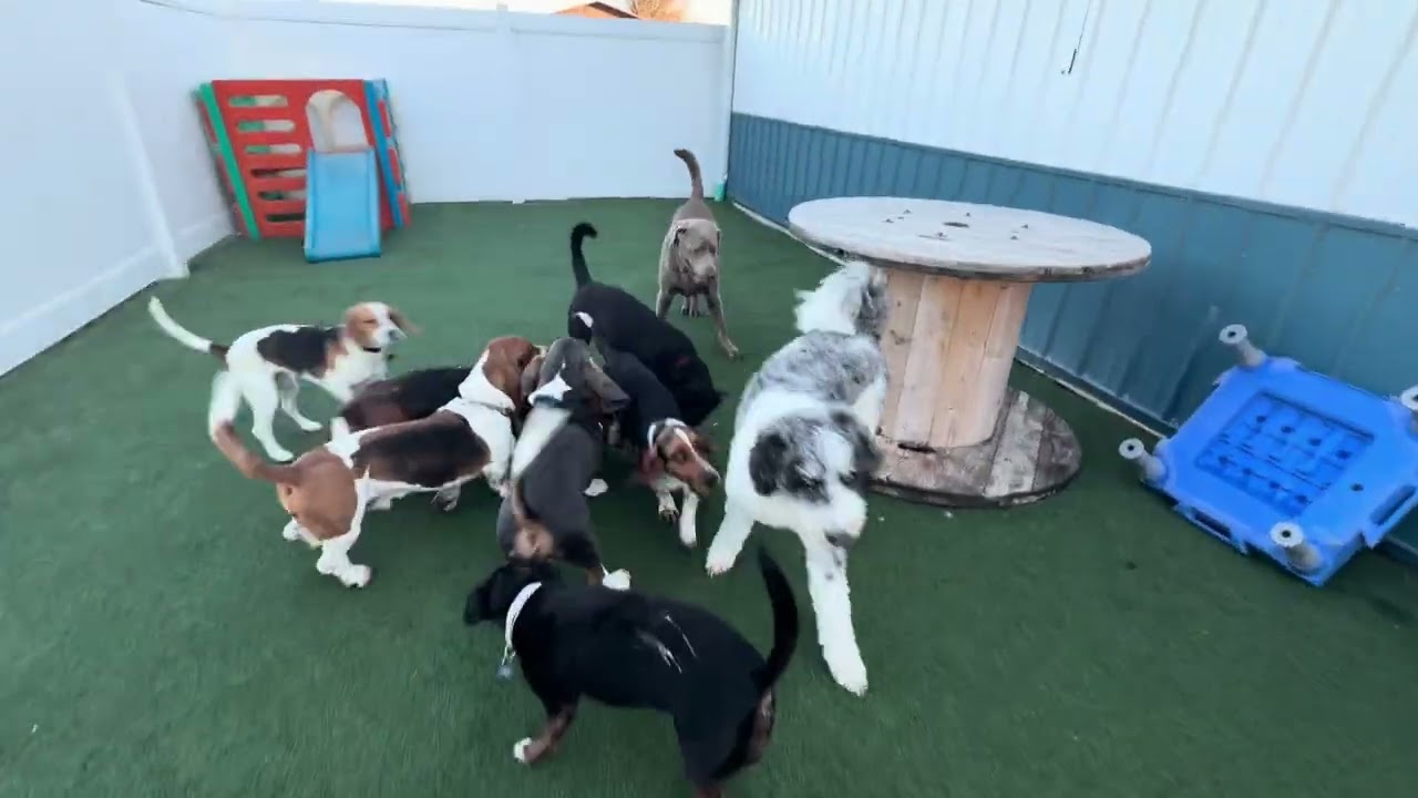 Batesville Thursday Daycare and Boarders - 3.12.26