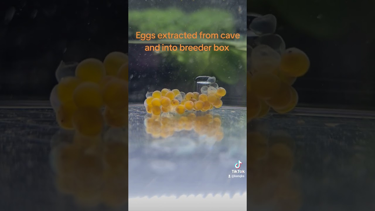 L182/Starlight Pleco  eggs extracted into the safety of breeder box. #breeding #fishbreeding #pet