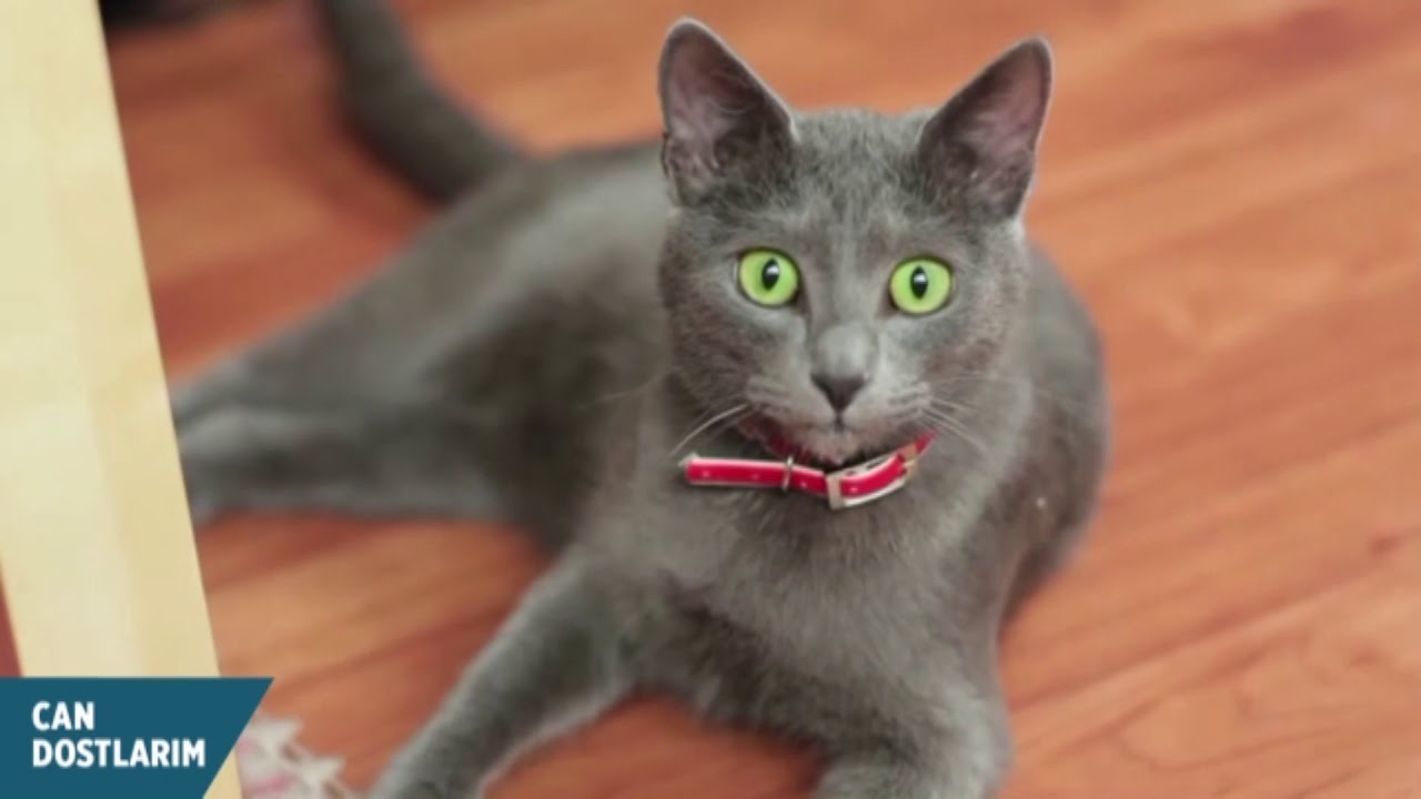 Kedi Gribi (Feline CaliciVirus)