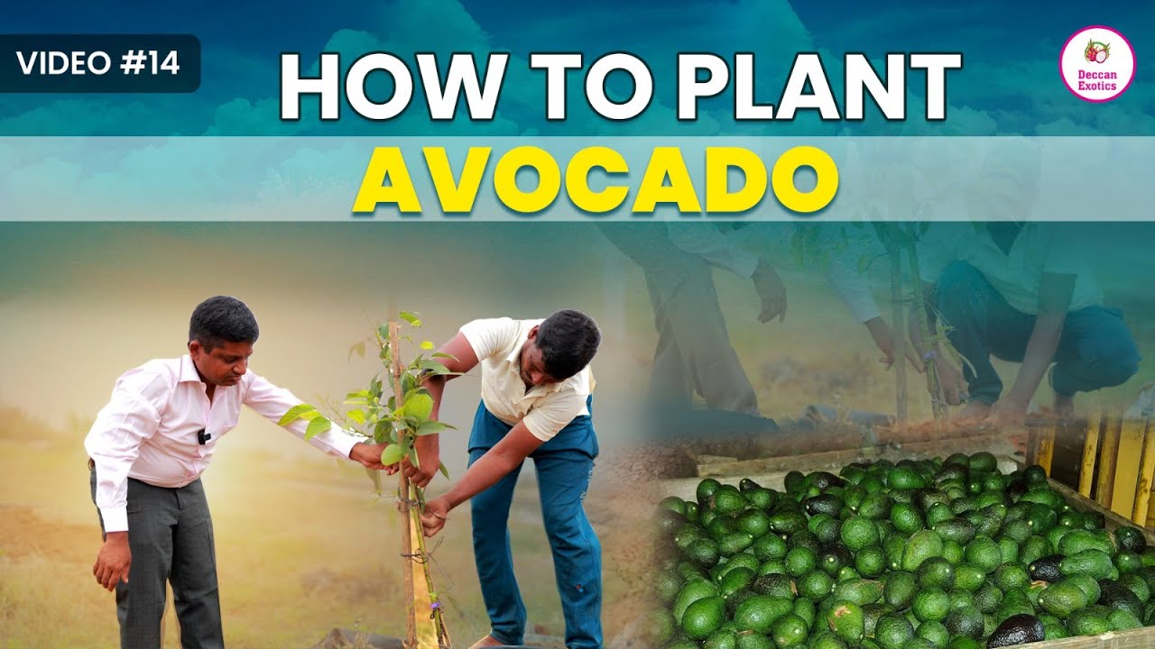 How to Plant Avocado Plant in Soil? || How to Grow Avocado Plants? || Avocado Farming in Hindi