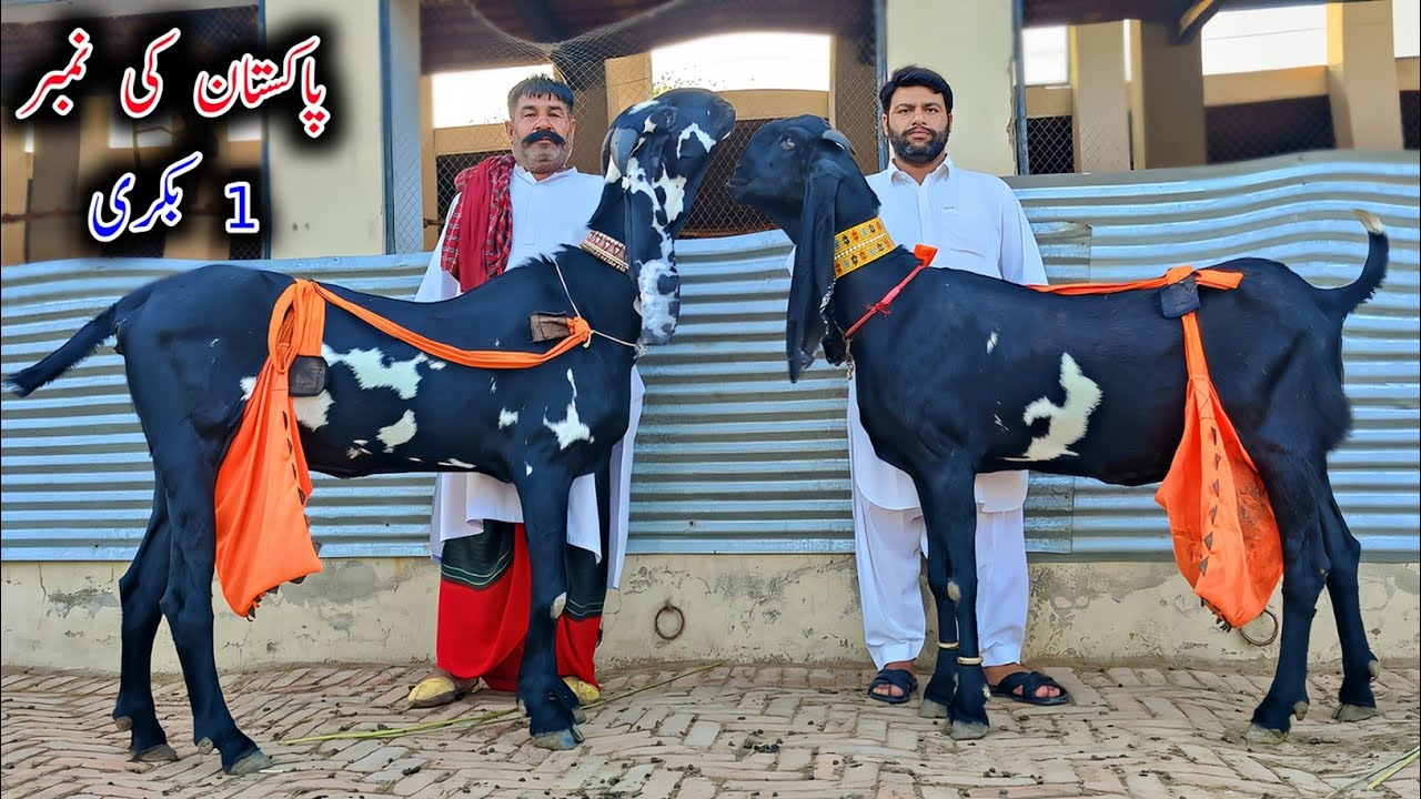 CHAMPION Goats Of Miaan Azhar Awan Sahb - Pakistan's Biggest Goats