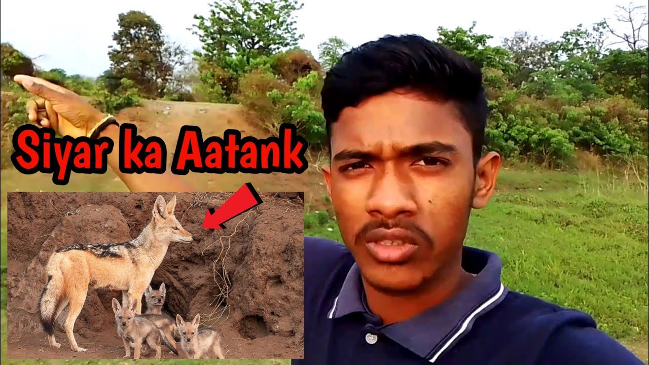 Forest Mein Achanak Siyar Ki Awaaz! Gaay Bachade Ko Le Gaye The 😨