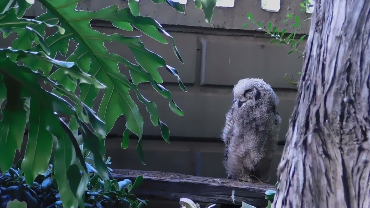 Spotted Eagle Owl Fledgling Listening Carefully Head Turning & Sound Tracking Behaviour