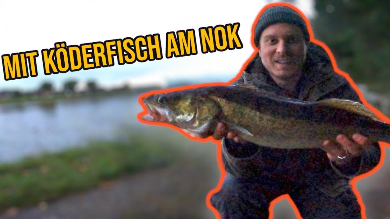 Mit Köderfisch auf Zander am Nord-Ostsee-Kanal!