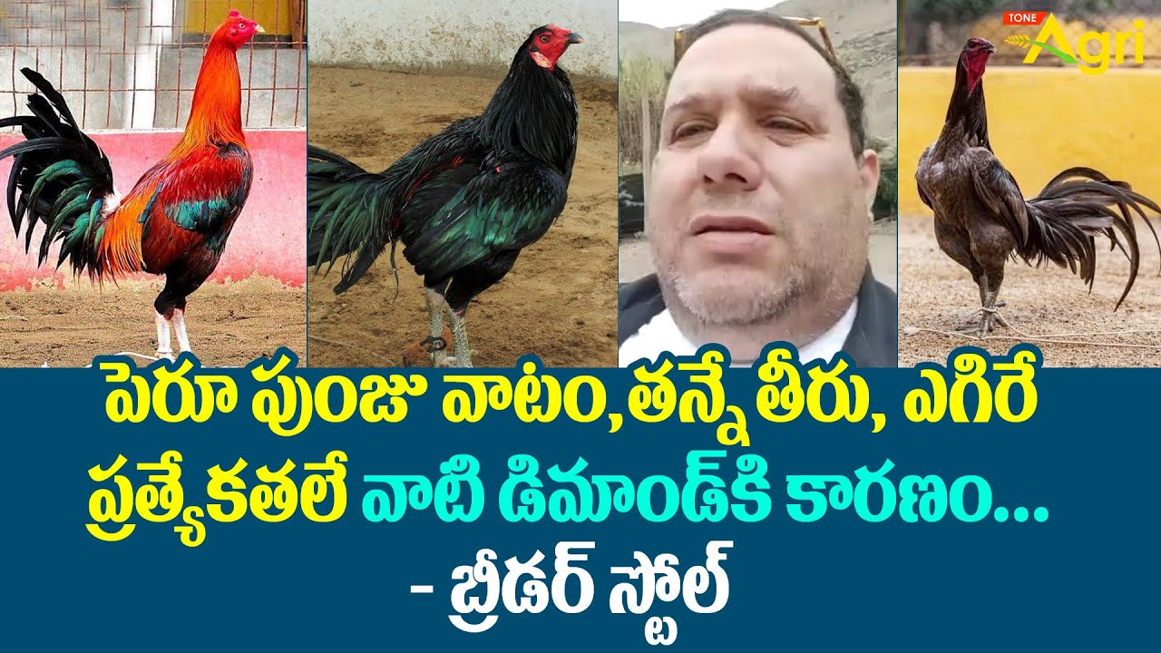పెరూ పుంజు వాటం, తన్నే తీరు, ఎగిరే ప్రత్యేకతలే డిమాండ్‌కి కారణం.. Peruvian Breeder FStoll | ToneAgri