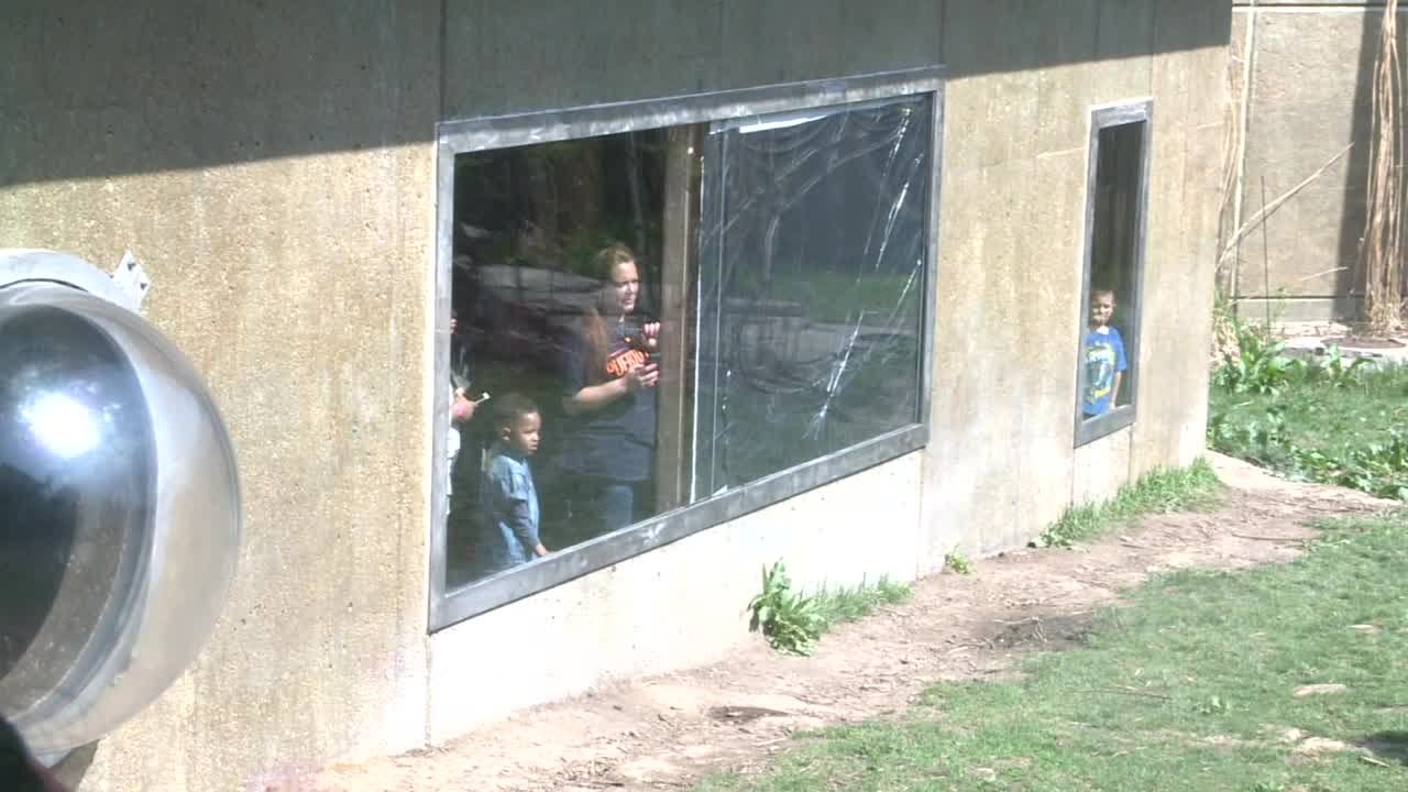 Gorilla Breaks WIndow