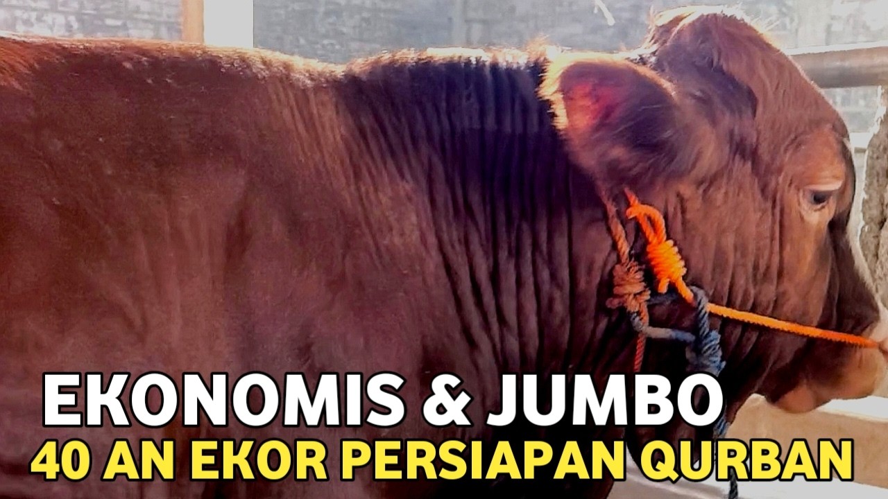 HARGA SAPI BAKALAN QURBAN EKONOMIS & SUPER ❗FREE ONGKIR