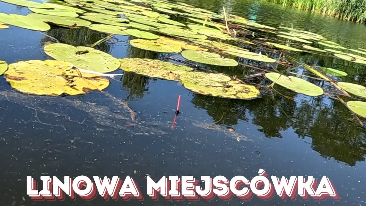 W POGONI ZA LINEM , WRÓCIŁEM NA BAGIENKO-WĘDKARSTWO-2025