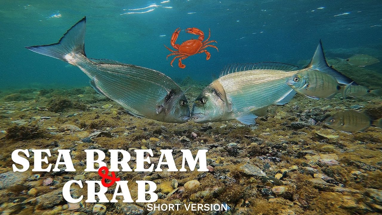 UNDERWATER FISHING: Gilt Head SEA BREAM Eats Crab & Mussels (4k) -  EP2 (SHORT VERSION)