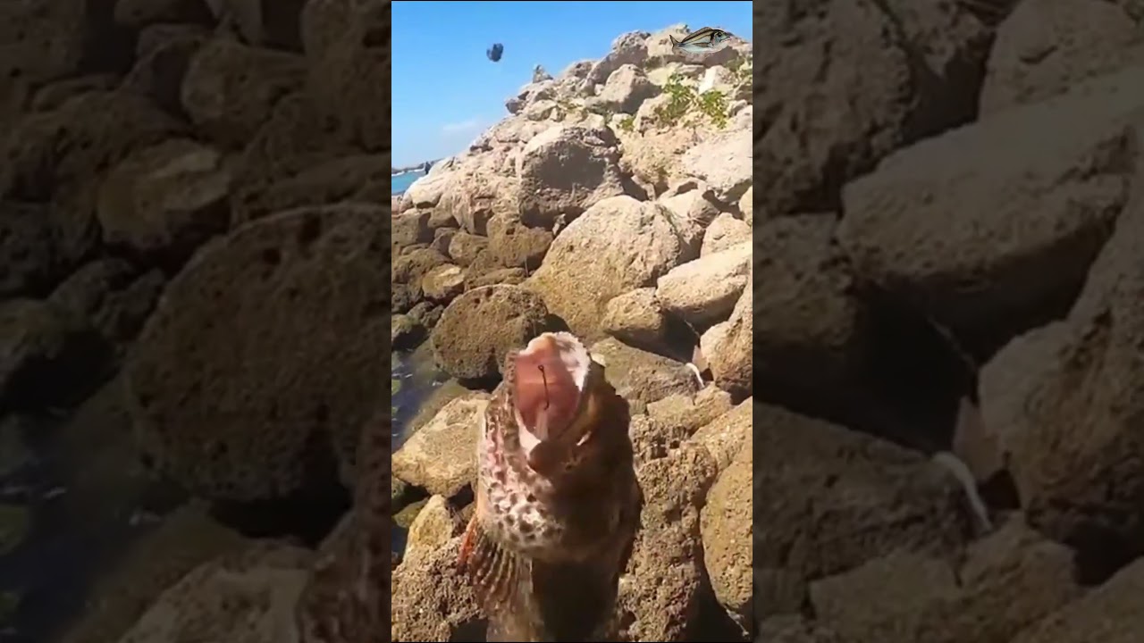 Cabracho. #cabracho #pesca #fishing