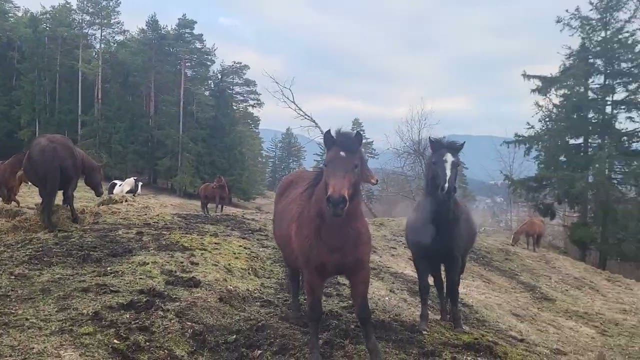 THEY ARE ENJOYING