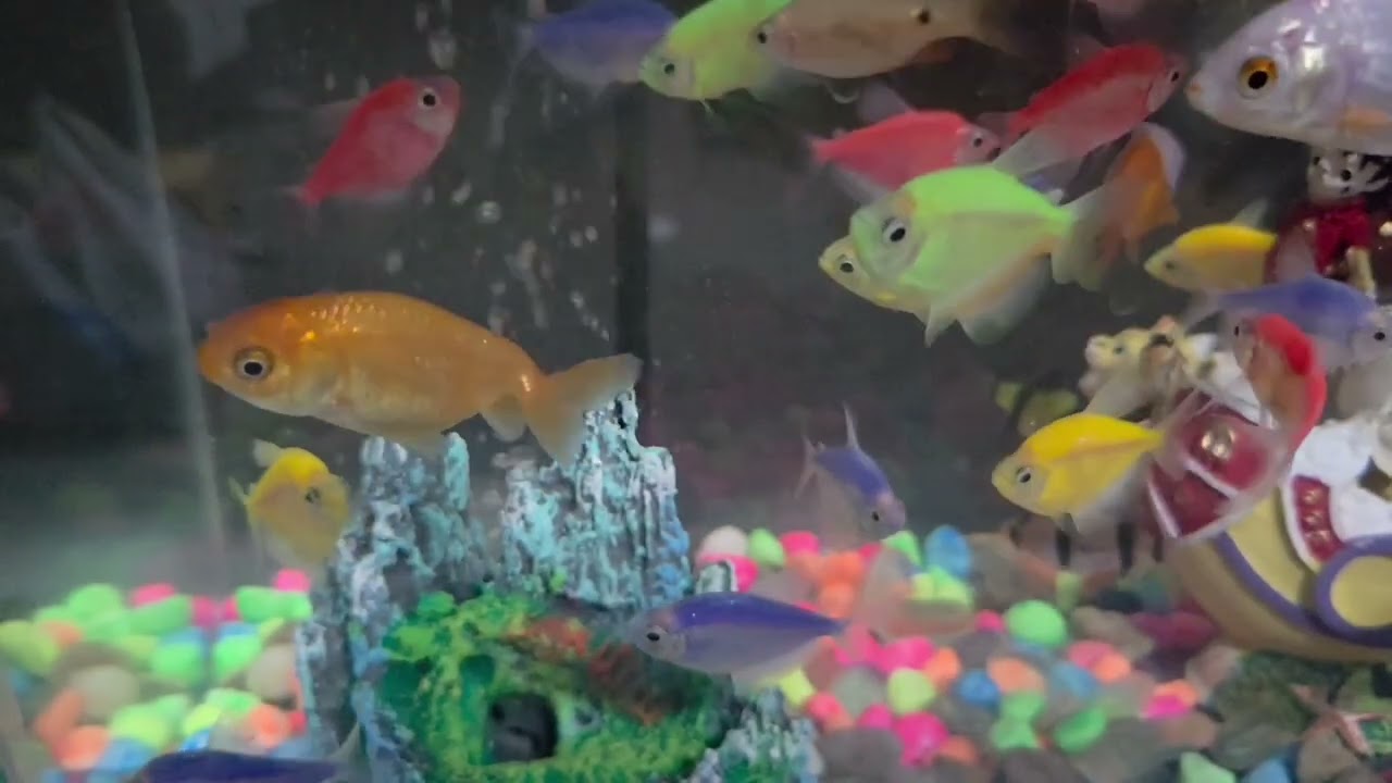 Fish that loves One Piece Anime!