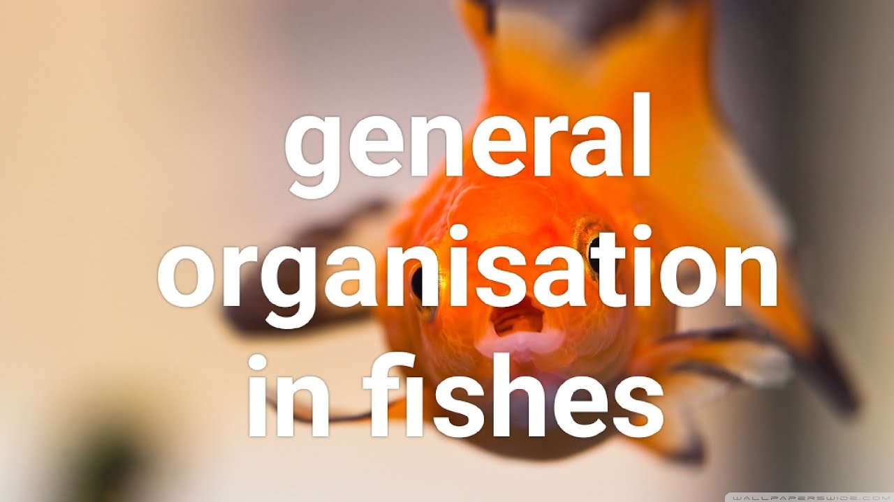 #general organisation in fishes 50 MCQ bsc msc level par #mcq 