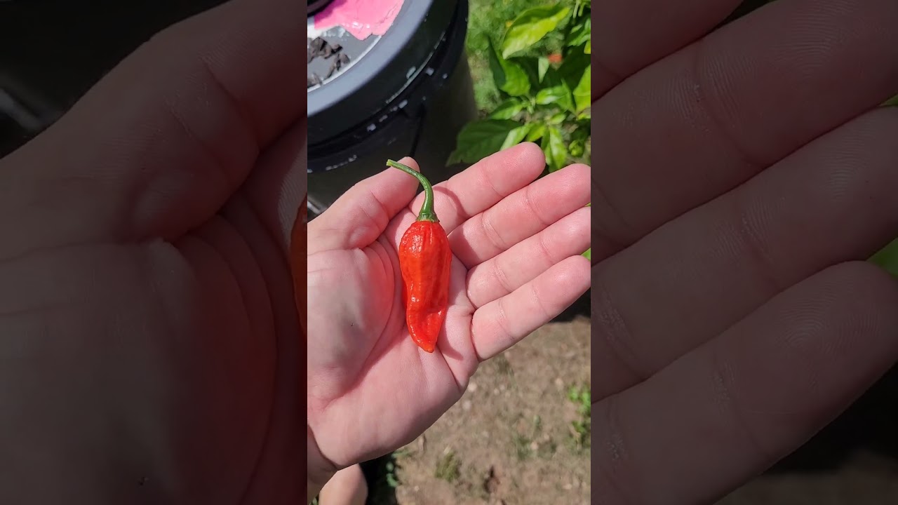 Roasted Ghost Peppers straight from plant to grill top. #youtubeshorts #youtube #grilling #ghost