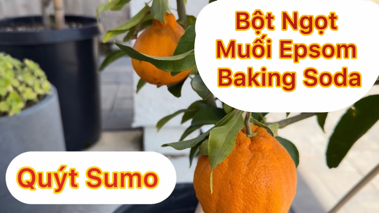 Tập 1938: Nếu Muốn Cây Ăn Trái Ra Bông Nên Dùng ??? Costco Bán Nhiều Cây Quýt Sumo $29.99 
