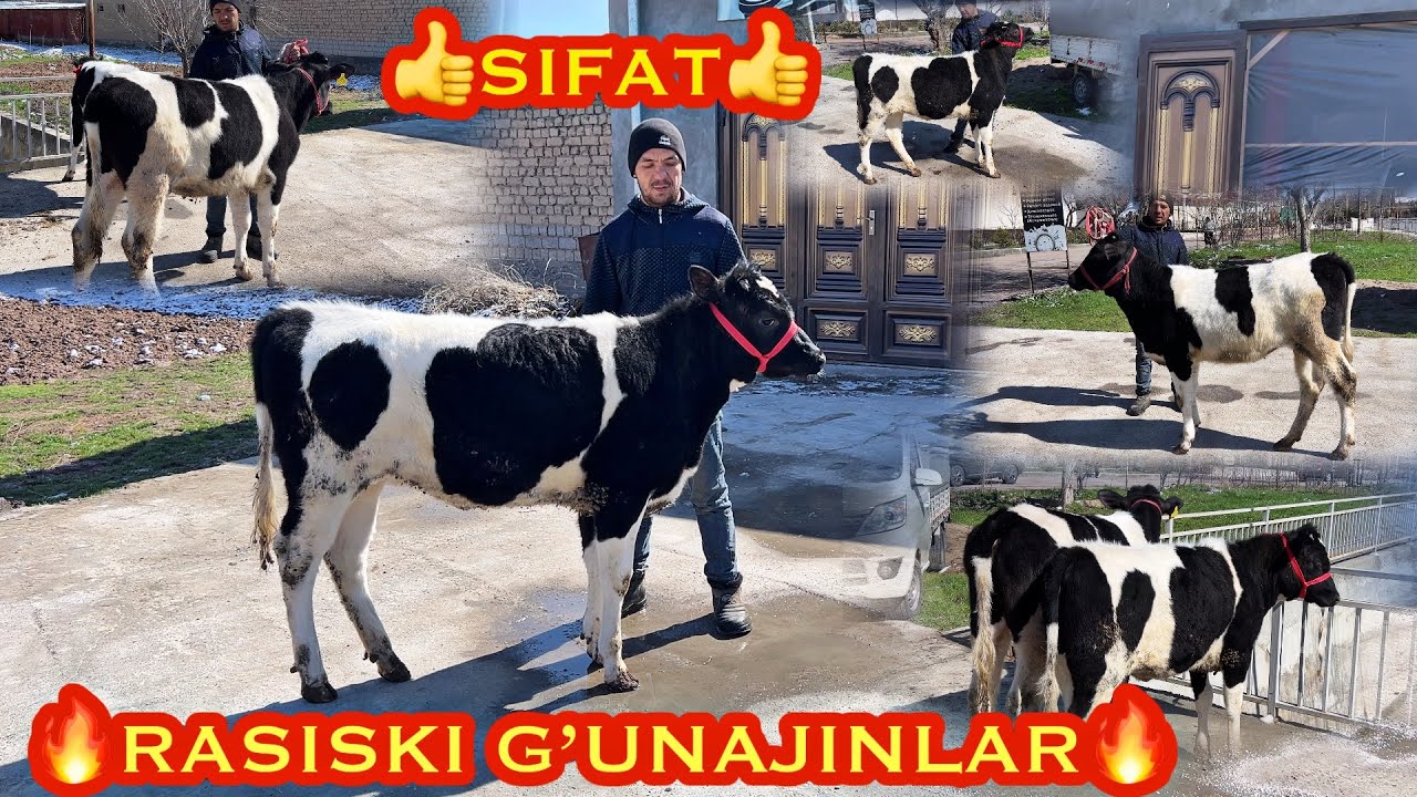 🔥RASISKI G’UNAJINLAR🔥 TO’LAGANDAN SIFATLI G’UNAJINLAR SOTUVDA. 99 365 56 19 TOSHKENT