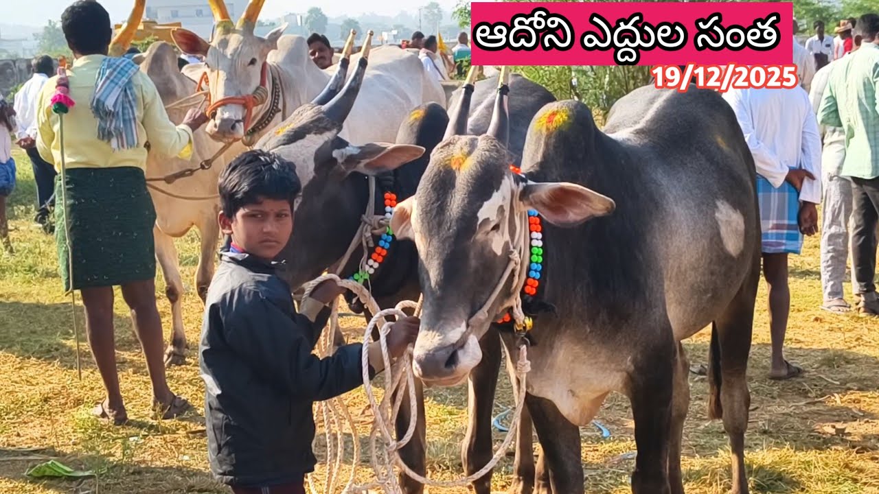 Adoni Monday Desiya Seema Cattails 2025 // Friday Farmers Bulls Market Videos 