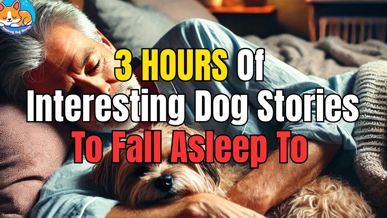 🐶 Calming Bedtime Stories  🌙 2 HOURS No Ads 🌙 | Inspiring Dog Stories
