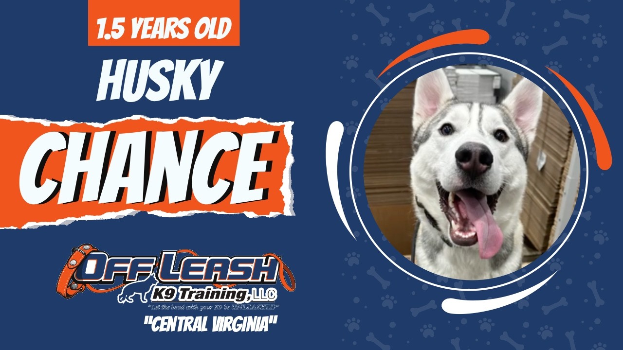 Husky, 1.5 y/o, Chance | Best Husky Training | Off Leash K9 Training 