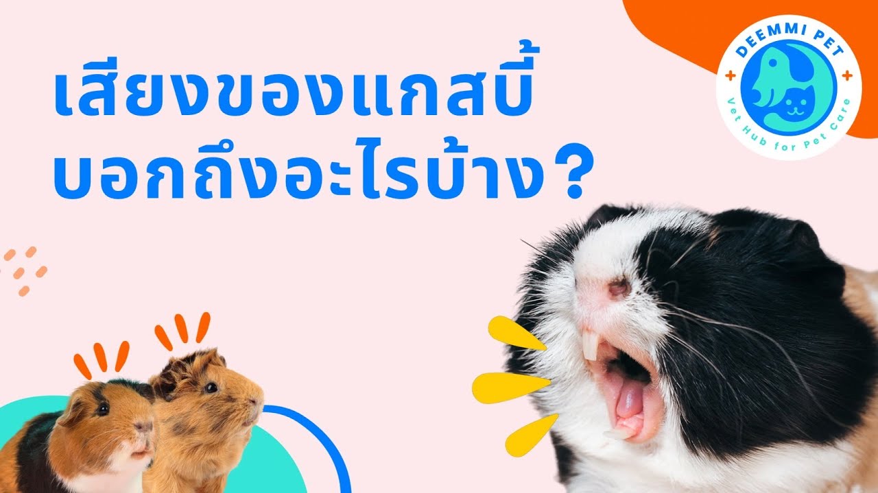 แกสบี้ร้อง บอกถึงอะไรได้บ้าง  | สัตวแพทย์ทีม Deemmi