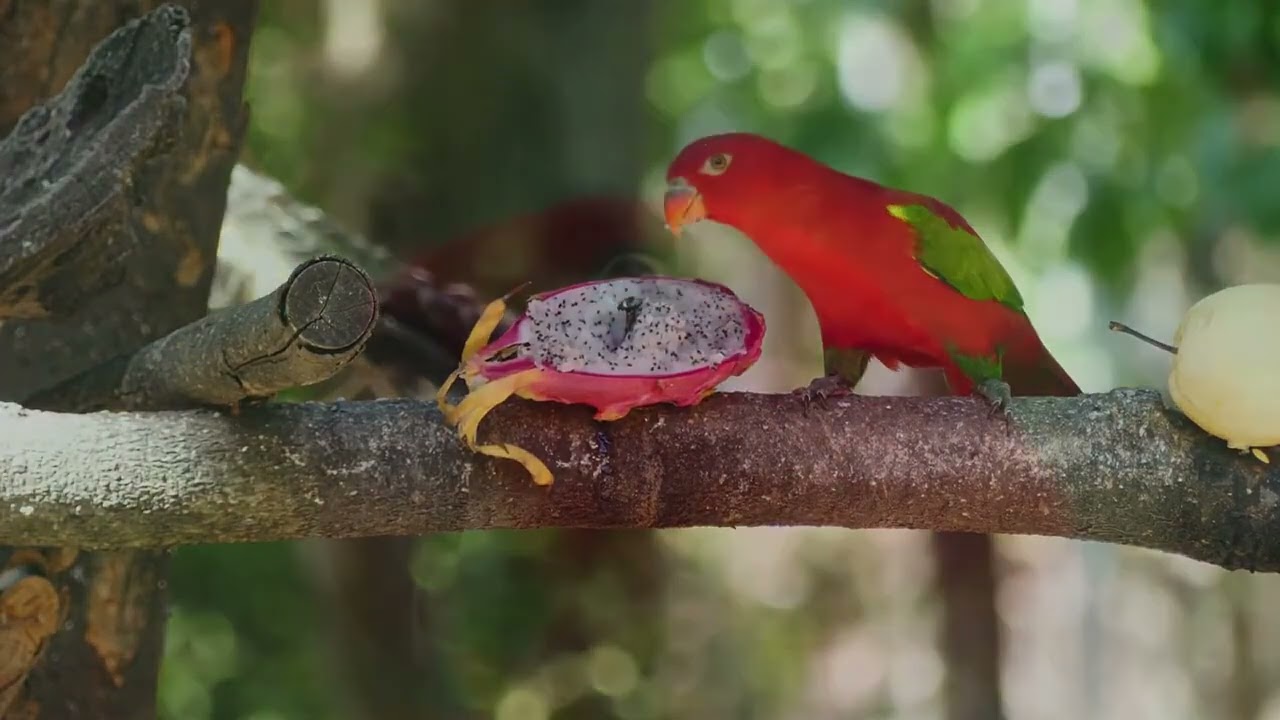PSITAC&Iacute;DEOS   Araras   Cacatuas   Papagaios   Periquitos   Animais da Fazenda   Som Dos Animais   #
