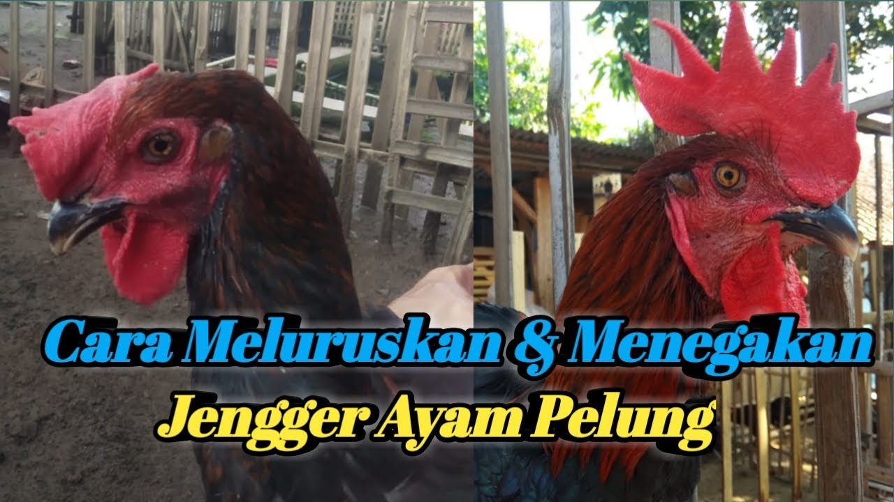 CARA MELURUSKAN JENGGER AYAM PELUNG YANG MIRING/KEPLEK | BISA JADI LURUS TEGAK