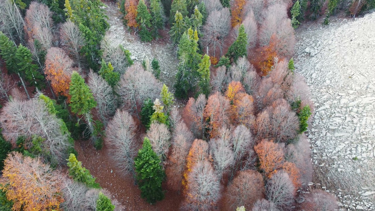 Yirce Kayın Ormanları 4K Drone G&ouml;r&uuml;nt&uuml;leri