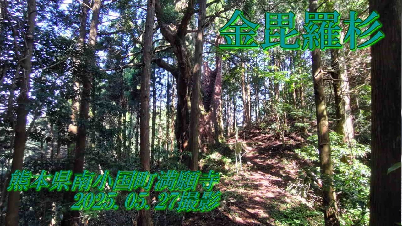 金毘羅杉　2025.05.27撮影