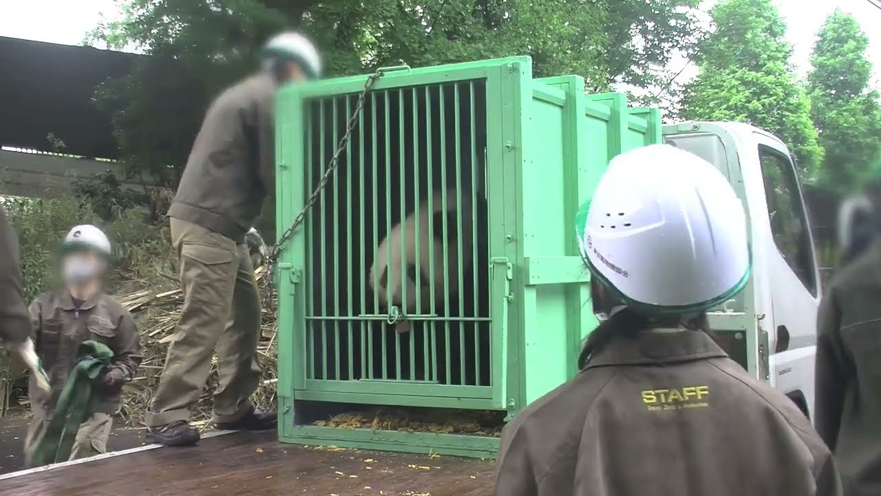 シャンシャンの西園への移動のようす　2022年7月4日撮影