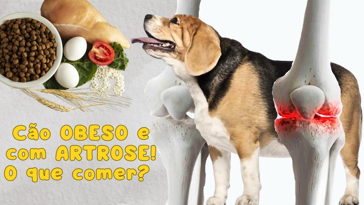 Cão obeso e com artrose, qual a melhor alimentação? #nutricionistadecaesegatos #petnatural