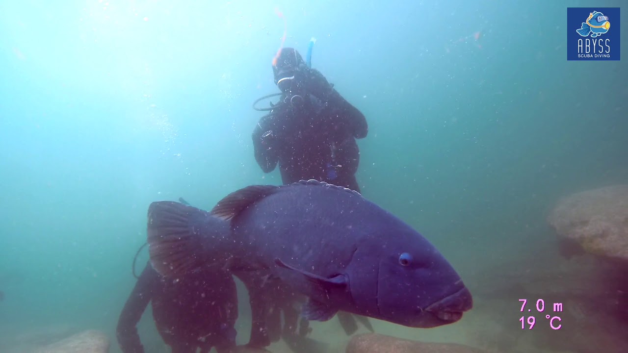 Bare Island Dive Site