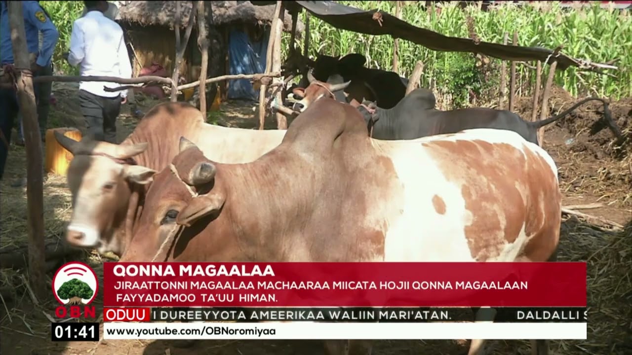 Qonna Magaalaa