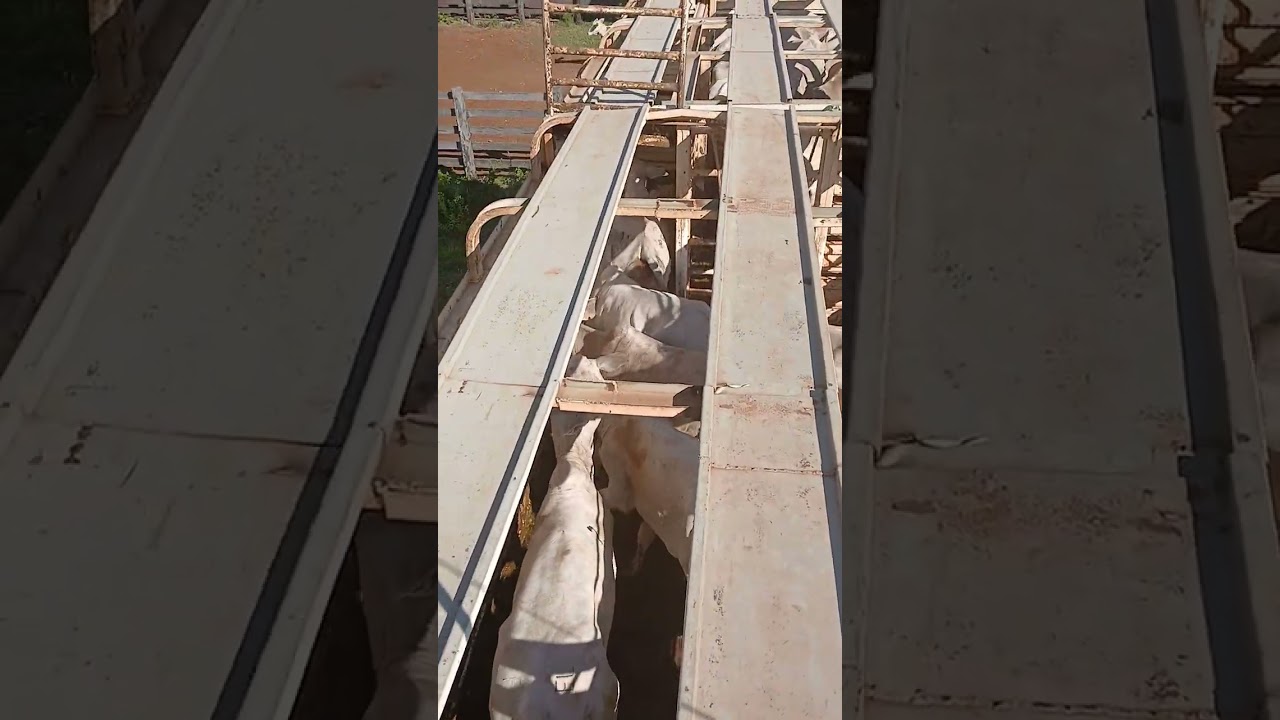 Na lida do pé rachado MT Brasil....