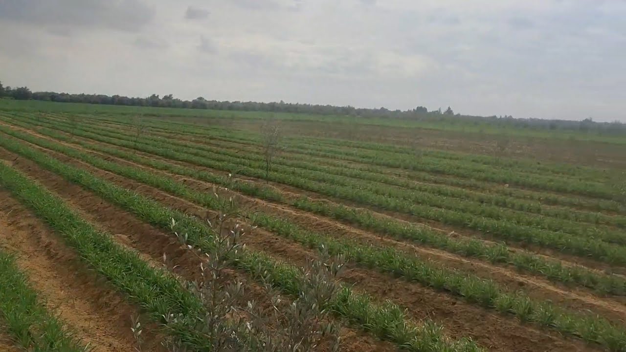 مزرعة 5 فدان تزرع كل حاجة في وادي النطرون
