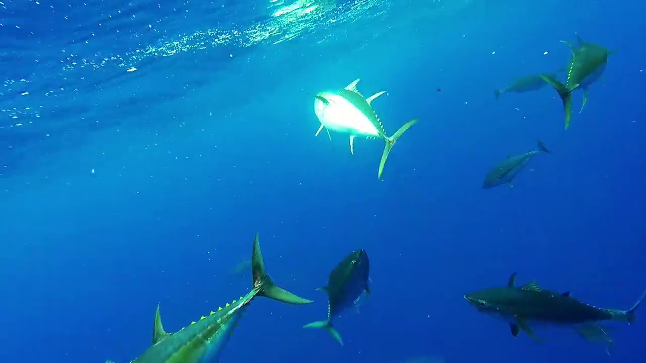 Island Life -  St Helena & Ascension