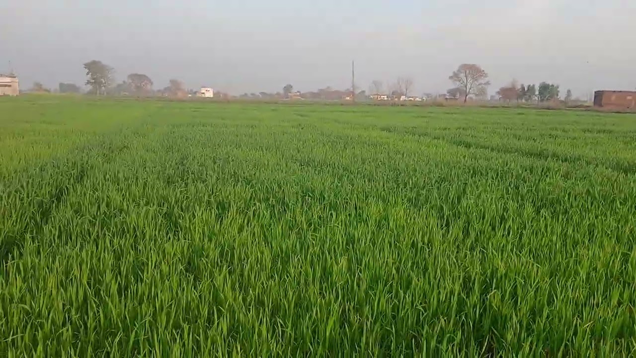 review of the wheat crops need water 