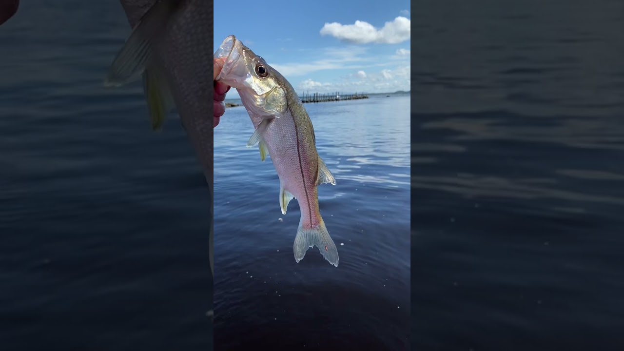 ✅Pescaria De Robalo No Pincho ✅Pesca esportiva 🚤💨💨💨💨✅Pesque e Solte 🎣😉💥🐟🐠🦀#Robalo Peva