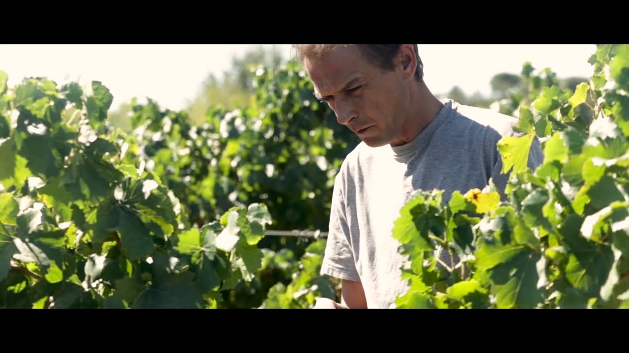 Chateau Leoube Harvest in a Provence vineyard