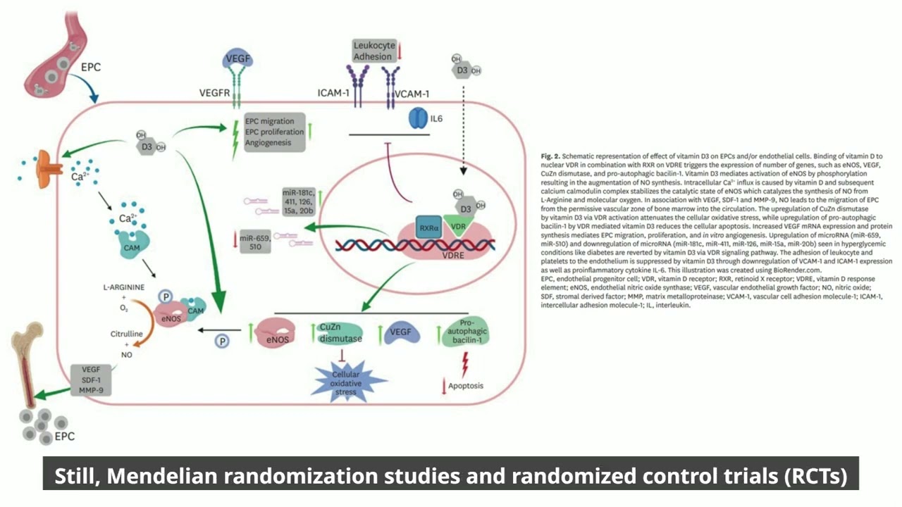 Beneficial Role of Vitamin D on Endothelial Progenitor Cells in Cardiovascular Diseases