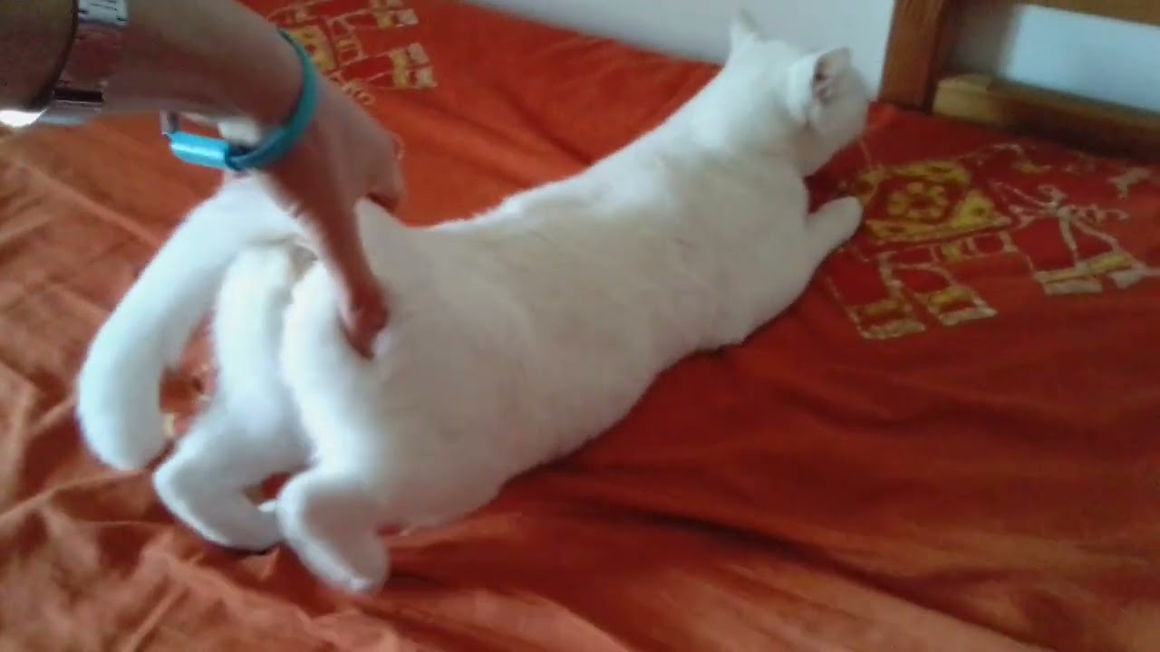 Gatta in Calore? - Gatto in Calore?