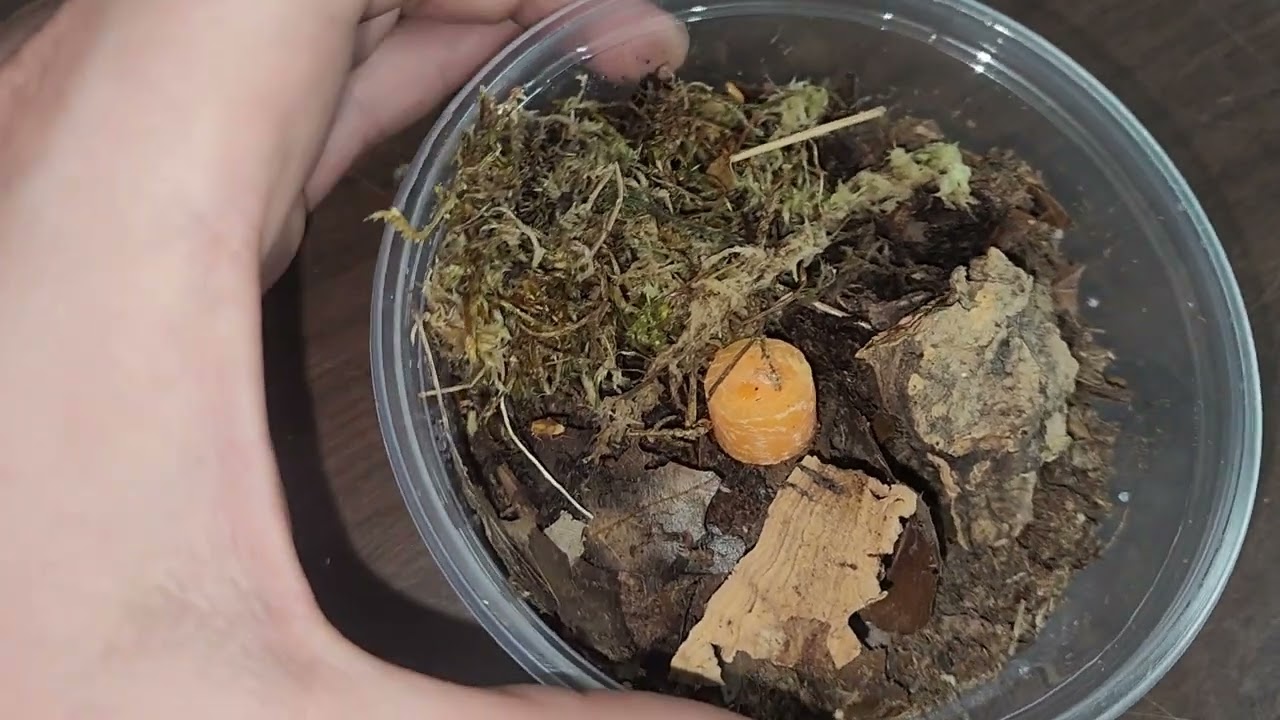 Micro Roaches for Feeding Dart Frogs ( Houston Frogs )